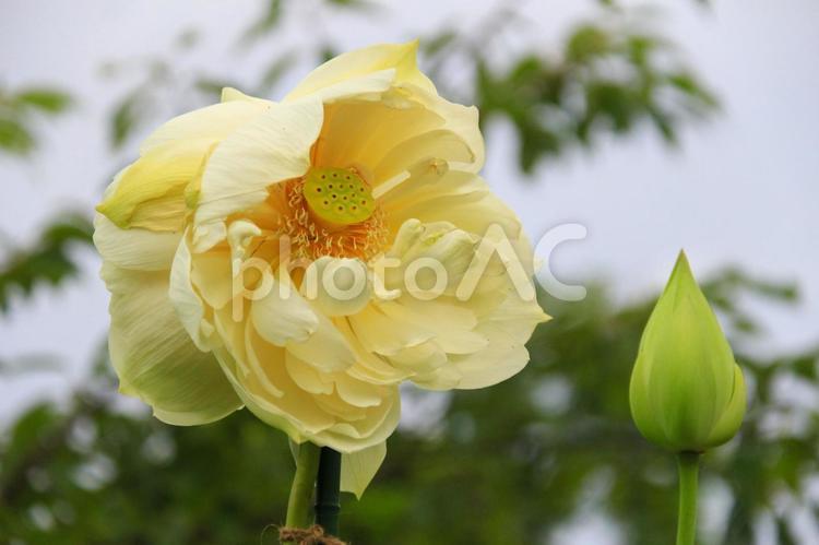 ハスの花　幸せを呼ぶ双頭蓮 蓮,蓮の花,ハスの花の写真素材