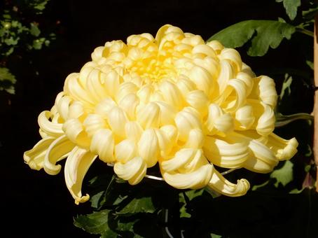 【花の写真】福山菊花展覧会の風景の写真