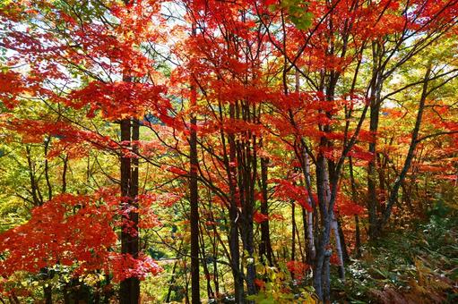 乗鞍高原の紅葉 紅葉,もみじ,楓の写真素材