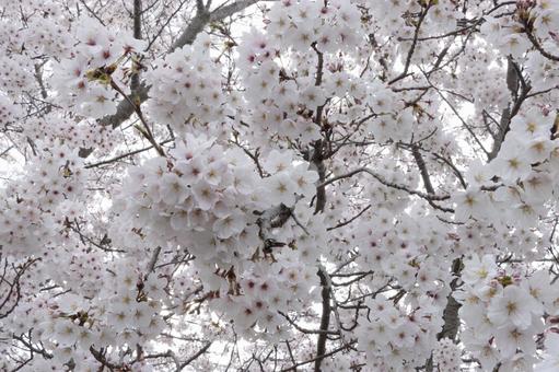 桜 桜 桜,ソメイヨシノ,春の写真素材