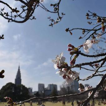 桜 桜の写真