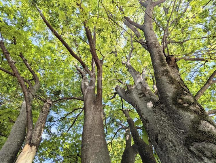 新緑の木々を見上げて　森林浴　春の公園 新緑,木,樹木の写真素材