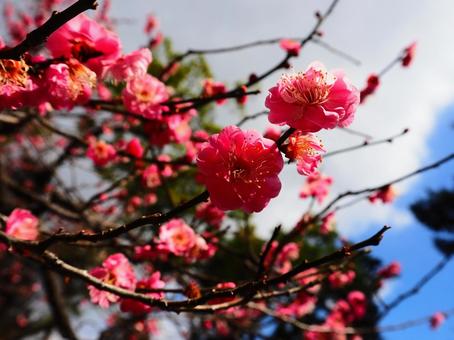梅 梅の写真