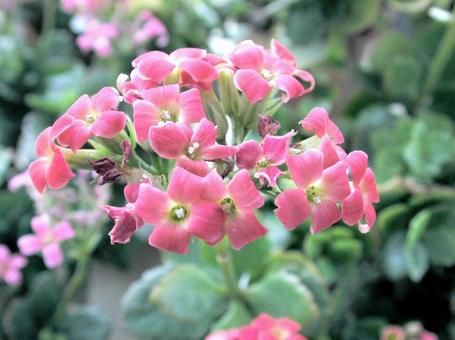 Photo, karanchoe, a flower, trumpet, 