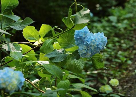 谷厳寺のハートの紫陽花14 谷厳寺のハートの紫陽花14の写真