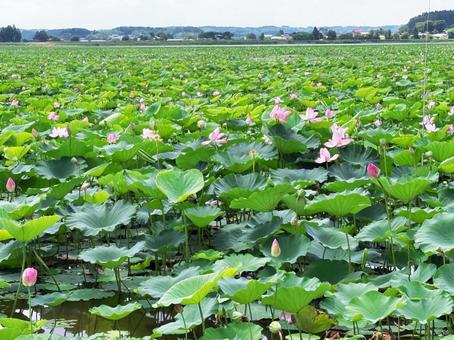 伊豆沼の蓮 宮城県,登米市,伊豆沼の写真素材