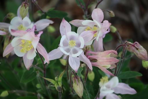 たくさんのセイヨウオダマキの花が咲く風景 たくさん,セイヨウオダマキ,花の写真素材