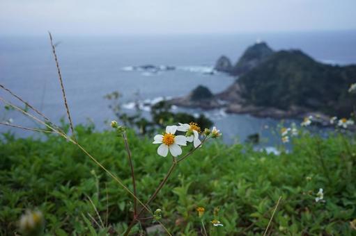 海と山と野の白い花 海と山と野の白い花 海,山,野花の写真素材