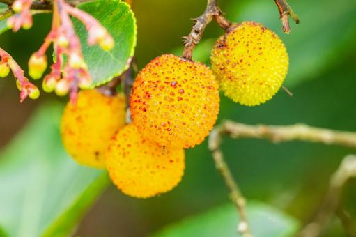 イチゴノキ⑶ 実,イチゴノキ,植物の写真素材