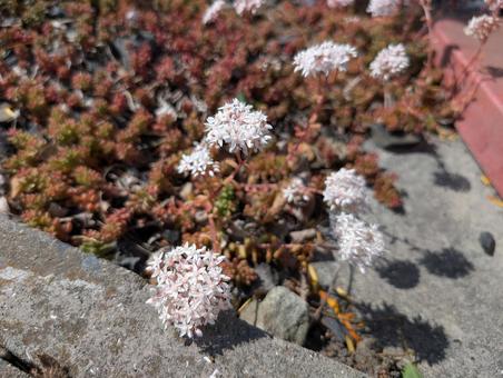 Photo, english stonecrop, flower, leaf, 