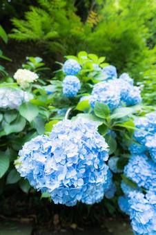 青い紫陽花の写真