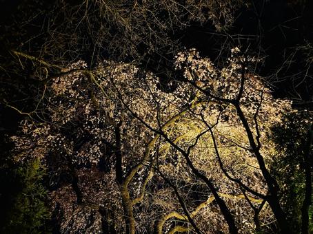 ライトアップされた夜桜 ライトアップされた夜桜の写真