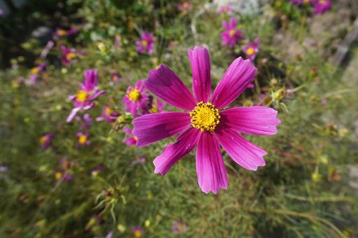 コスモス（接写）01 コスモス,秋桜,満開の写真素材
