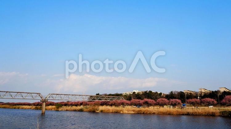新川の水管橋＆八千代千本桜（八千代市） 早春,八千代千本桜,さくらの写真素材