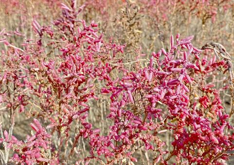 佐賀東よか干潟のシチメンソウ　アップ シチメンソウ,塩生植物,有明海の写真素材