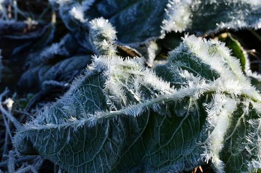 霜の朝、葉の裏に氷の結晶がついている様子 冬,霜,氷の写真素材