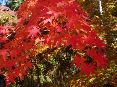美しい紅葉 美しい紅葉 紅葉,秋,もみじの写真素材