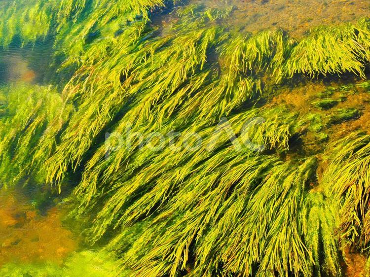 流れの中の水草 川,流れ,水草の写真素材