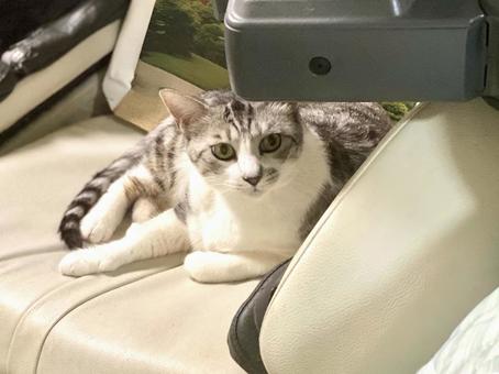 マッサージ機の上に乗るサバ白にゃんこ様 マッサージ機の上に乗るサバ白にゃんこ様 猫,可愛い,サバシロの写真素材