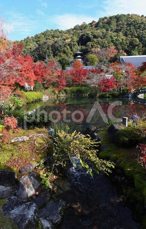 紅葉(永観堂) 京都,永観堂,紅葉の写真素材
