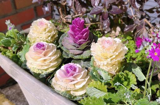 葉牡丹 葉牡丹,水滴,植物の写真素材