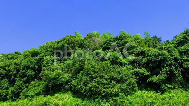 緑と青空-04 木,背景,木々の写真素材