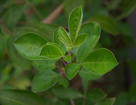 ミツバハマゴウ ミツバハマゴウ ミツバハマゴウ,三葉浜栲,三葉蔓荊の写真素材