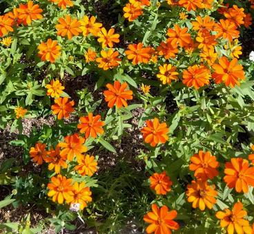 ジニア ジニア ジニア,百日草,花の写真素材