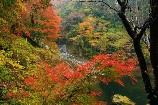 養老渓谷 養老渓谷,粟又の滝,滝の写真素材