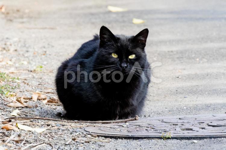 寝ている黒猫 猫,黒猫,動物の写真素材