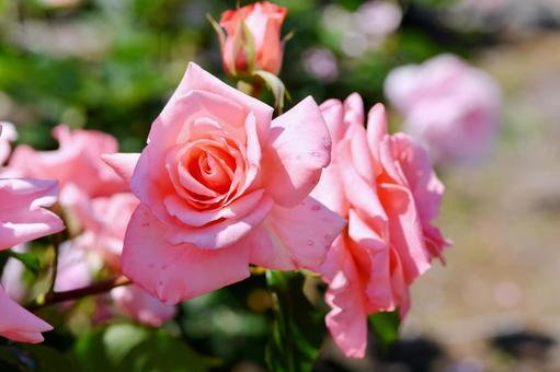 薔薇 プリンセスアイコ 薔薇 プリンセスアイコの写真