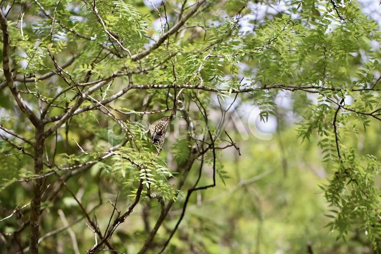 葉っぱに止まり休憩しているアゲハチョウ アゲハチョウ,虫,昆虫の写真素材
