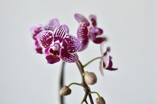 胡蝶蘭 コチョウラン 胡蝶蘭 コチョウランの写真