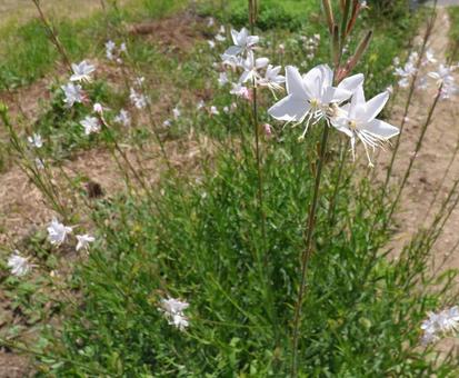 白い花咲く002 白い花咲く002の写真