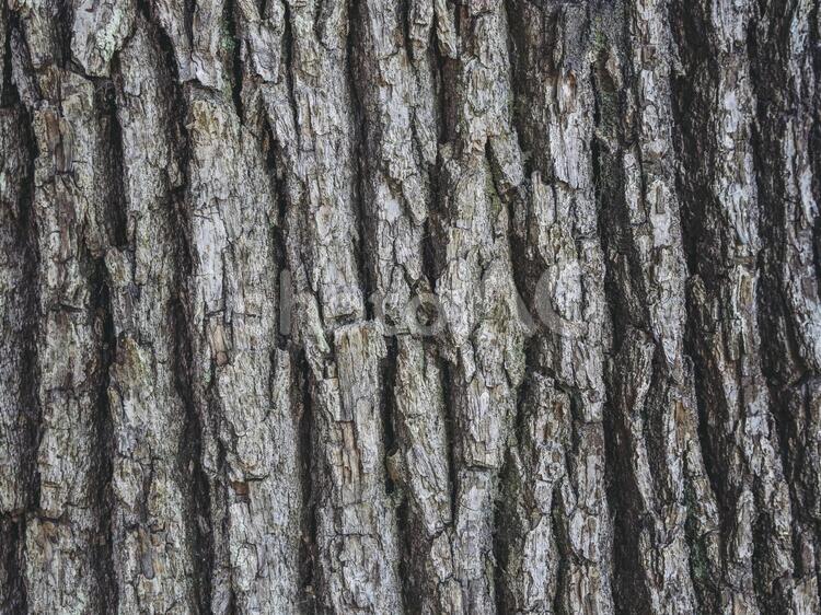 木の表面 テクスチャ 樹皮,木,生木の写真素材