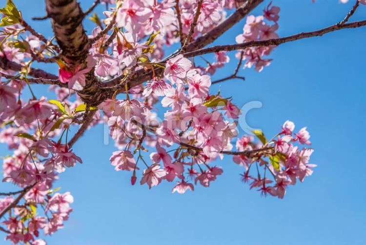 逆光に映える河津桜（保土ヶ谷公園）4 河津桜,カワヅザクラ,桜の写真素材