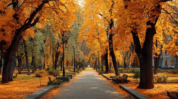 黄金の秋、彩り豊かな公園の写真