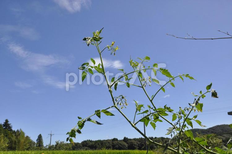 トマトの成長 トマト,葉,空の写真素材