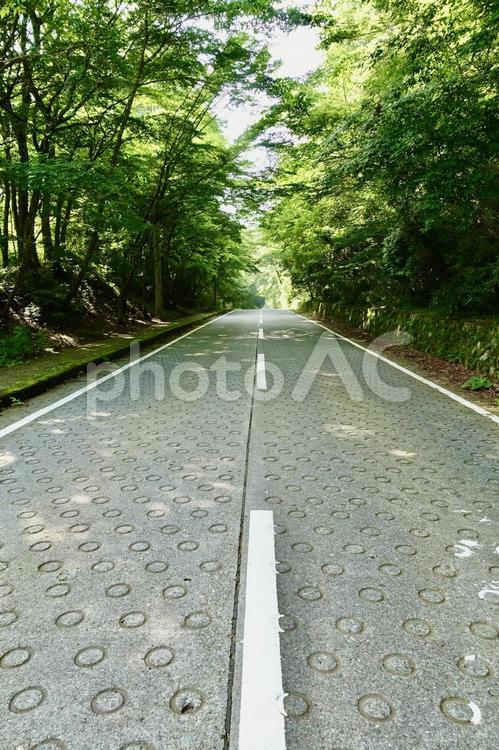 新緑に包まれた道路、ヒメシャラ林道 道,道路,緑の写真素材
