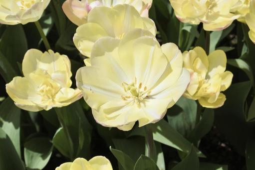 黄色のチューリップ 黄色のチューリップ チューリップ,黄色,花の写真素材