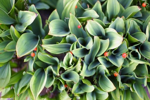 スズランの赤い実 スズラン,実,赤いの写真素材