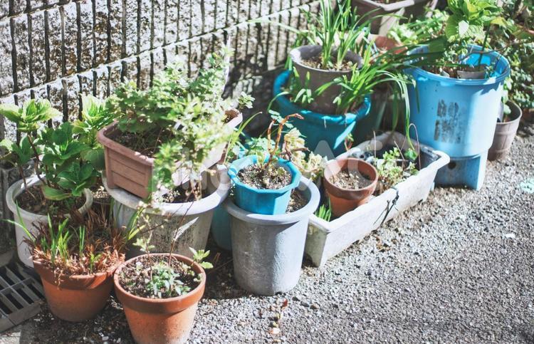 道端に置かれた複数の鉢植え 鉢植え,園芸,ガーデニングの写真素材