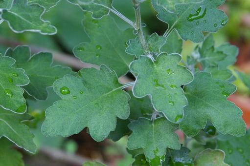 アカバナサツマノギク アカバナサツマノギク アカバナサツマノギク,赤花薩摩野菊,サツマノギクの写真素材