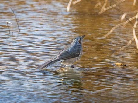 水辺のヒヨドリ 水辺のヒヨドリの写真
