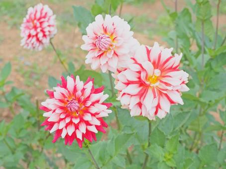 花 2色のダリア 白 赤 花 2色のダリア 白 赤の写真