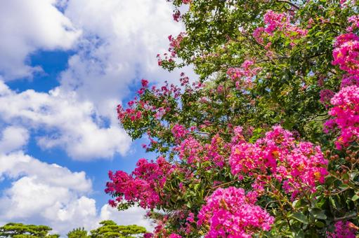 青空とピンクの花の写真