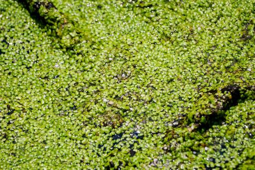 Photo, water plants, duckweed, plant, 