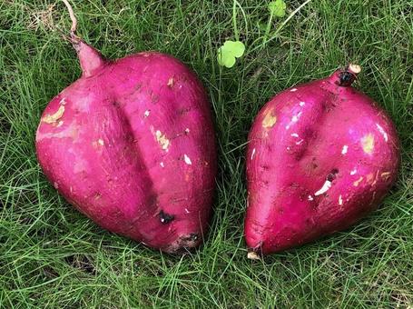 ハートみたいなサツマイモ ハートみたいなサツマイモ さつまいも,さつま芋,ハートの写真素材