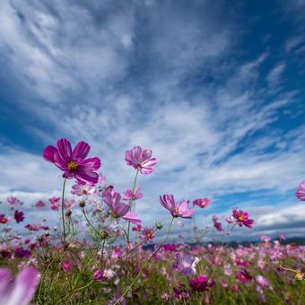 青空に咲くピンクのコスモス畑の写真