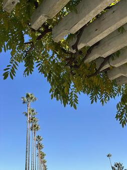 夏空 ヤシの木,空,木の写真素材
